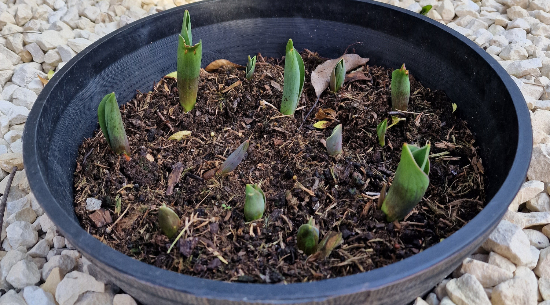 Norouz: Celebrating New Beginnings, Spring, and Renewal in Iran 🌳